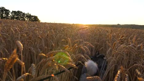 Young-siberian-husky-dog-pulling-the-leash-during-walking-across-tall-spikelets-at-meadow-on-sunset.-Beautiful-pet-jogging-at-golden-wheat-field-on-summer-day.-Sunlight-at-background.-POV-Close-up