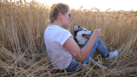 Profile-of-happy-woman-with-blonde-hair-holding-in-hand-golden-spikelet-and-playing-with-her-siberian-husky-at-ripe-wheat-meadow.-Young-girl-in-sunglasses-sitting-with-her-pet-at-field-on-sunset.