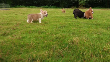 Schöne-Welpen-Hund-spielen-im-Freien-auf-dem-Rasen,-4k