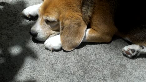 Perro-beagle-adorable-durmiendo-en-el-piso-bajo-la-luz-solar