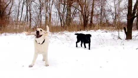 Zwei-Labrador-Hunde-zusammen-spielen