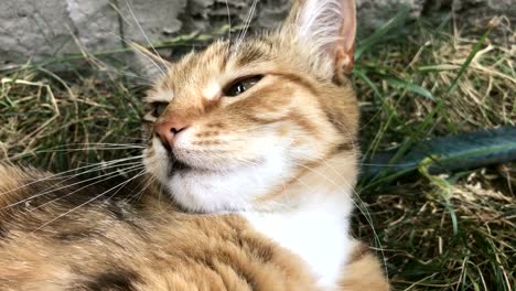 colored-furry-cat-lying-on-the-street-and-yawns