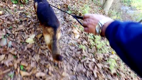 Dulce-perro-es-con-una-correa-en-el-sendero-del-bosque.-POV-de-la-mano-del-maestro