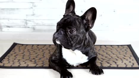 animal-dog-French-bulldog-lying-on-the-rug