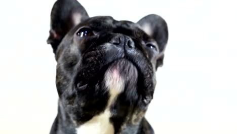 primer-plano-retrato-de-animal-perro-bulldog-francés