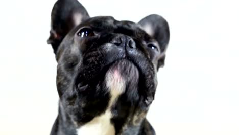 Tiere-Hund-französische-Bulldogge-close-up-portrait