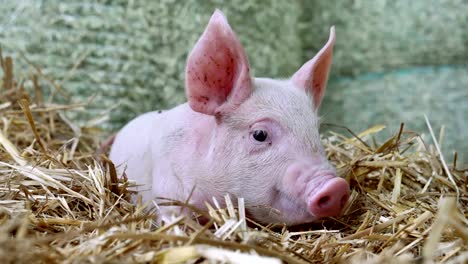 Ein-Ferkel-Neugeborenen-stehen-auf-einen-Strohhalm-in-der-Farm.-Konzept-der-biologischen,-tierische-Gesundheit,-Freundschaft,-Liebe-zur-Natur.-vegane-und-vegetarische-Stil.-Achtung-vor-Tieren.