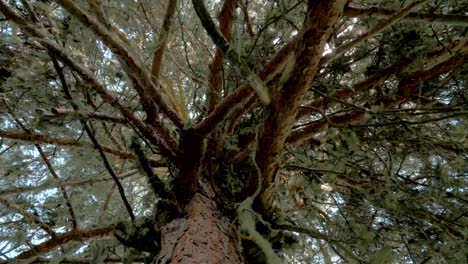 Moss-hangs-from-a-tree-branch-in-the-understory-of-forest,-Georgia