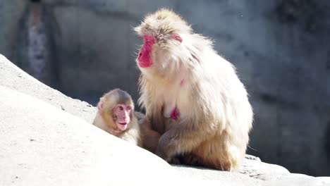 Monkeys-in-Japan-who-behave-like-human-beings