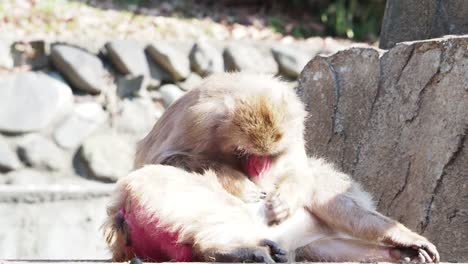 Monkeys-in-Japan-who-behave-like-human-beings