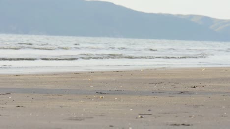 A-dog-running-on-the-ocean-shore-at-sunset-with-a-ball-in-its-mouth