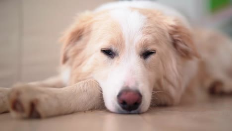 Süße-Border-Collie-zu-Hause-ausruhen