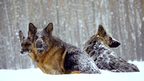 Schäferhund.-Hunde-der-Rasse-Schäferhund-laufen-durch-den-Schnee