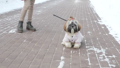 Spaziergang-mit-dem-Hund.-Mädchen-geht-mit-dem-Hund-Shih-Tzu-durch-den-Winter-Park-spazieren.