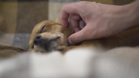 perro-gracioso-adorable-Chihuahua-duerme-en-tela-escocesa,-movimientos-de-la-mano-de-una-persona-una-mascota-tranquila