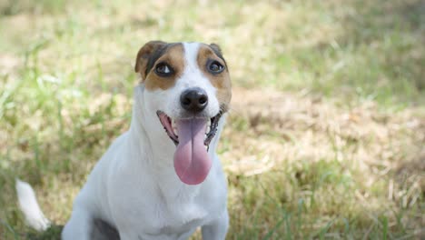 Dog-on-the-grass