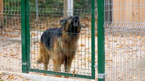 A-barking,-angry,-big,-brown-and-dangerous-dog-walks-behind-a-fence.-The-dog-is-barking-loudly.