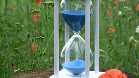 Hourglass-with-blue-sand-motion--and--poppy-in-garden