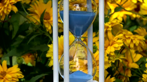 Blau-Sand-fallende-fließen-in-neue-weiße-Sanduhr-und-Blumen-Hintergrund