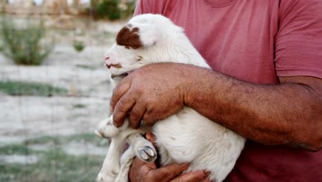 Portrait-of-Shepherd-cuddles-his-lamb