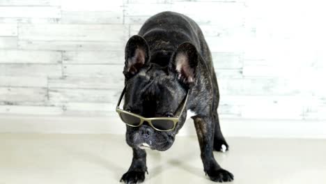 Französische-Bulldogge-mit-Brille-stehend-lecken