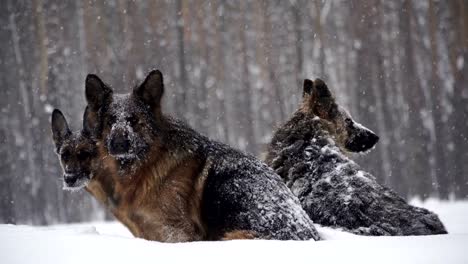 Perro-pastor.-Perros-de-la-raza-de-pastor-a-través-de-la-nieve