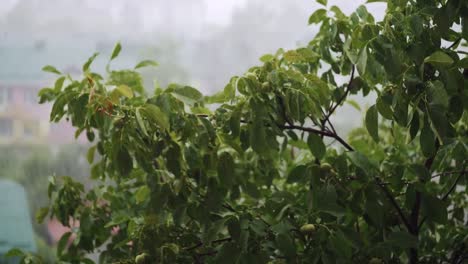 Green-tree-branches-under-the-falling-rain.