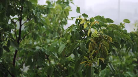 Branches-of-a-green-walnut-under-a-falling-pouring-rain.