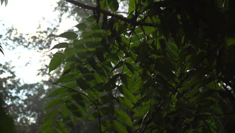 Heavy-rain-in-summer-with-sunbeam,-raindrops-on-trees-branch,-idyllic-tranquil-scene