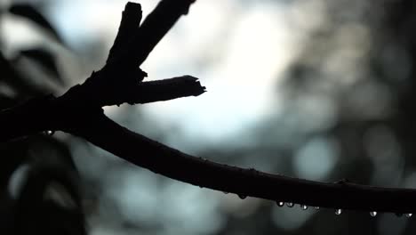 Lluvias-en-verano-con-rayo-de-sol,-las-gotas-de-lluvia-en-la-rama-de-árboles,-idílica-escena-tranquila