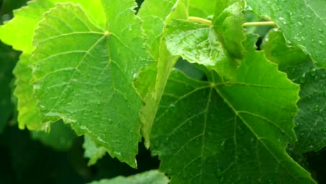 Slow-motion-Of-Rain-Pouring-On-green-Leaves