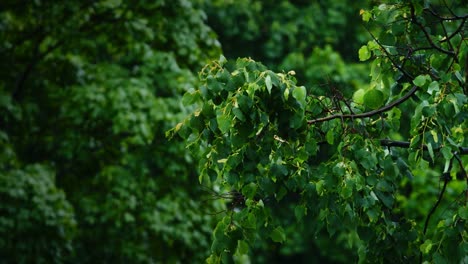 Blick-auf-die-grüne-Blätter-von-den-Bäumen-im-Regen