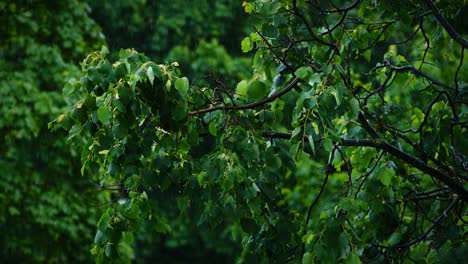 Blick-auf-die-grüne-Blätter-von-den-Bäumen-im-Regen