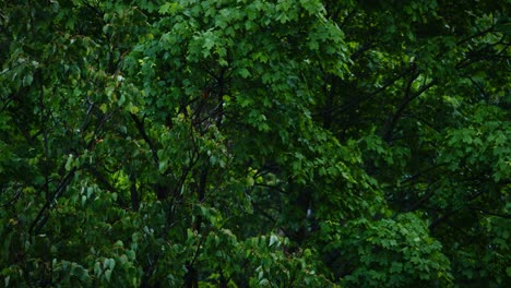 Blick-auf-die-grüne-Blätter-von-den-Bäumen-im-Regen