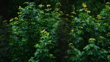 View-of-the-green-leaves-of-the-trees-in-the-rain