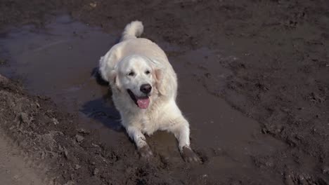 Lustiges-Video---ein-schöner-reinrassiger-Hund-mit-Freude-in-einer-schlammigen-Pfütze-liegend