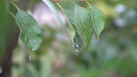 Regentropfen-schlagen-Kirschbaum-Blätter