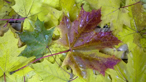 Drops-of-water-of-a-rain-fall-on-the-red-and-yellow-leaves-of-a-maple-lying-on-a-wooden-flooring-in-sunny-autumn-day