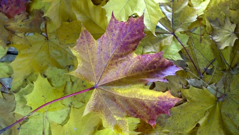 Drops-of-water-of-a-rain-fall-on-the-red-and-yellow-leaves-of-a-maple-lying-on-a-wooden-flooring-in-sunny-autumn-day