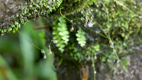 Caídas-de-gotas-de-agua-primavera-en-verde-musgo