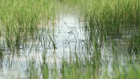 Tall-grass-in-water-meadows-in-4K