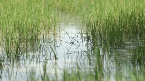 Pasto-en-praderas-de-agua-en-4K