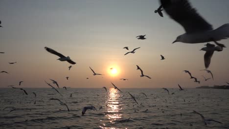 Slow-Motion-Möwe-und-Sonnenuntergang