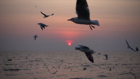 Slow-Motion-Möwe-und-Sonnenuntergang