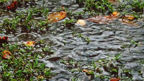 Lluvia-tropical-y-las-gotas-de-lluvia-cayendo-en-el-estanque-del-río