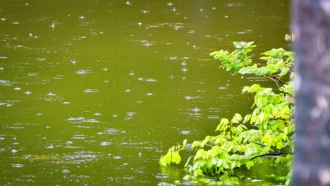 Tropical-rain-and-raindrops-falling-on-river-pond