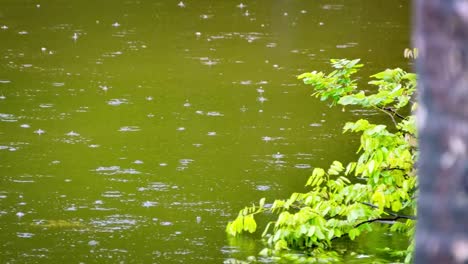 Tropenregen-und-Regentropfen-fallen-auf-Teich,-Fluss