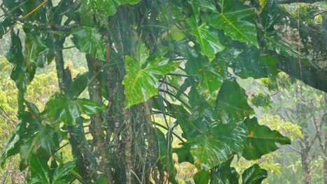 Schweren-tropischen-Regen-dichten-Wald