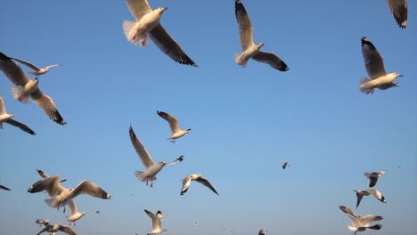 Gaviota-de-movimiento-lento-en-la-naturaleza