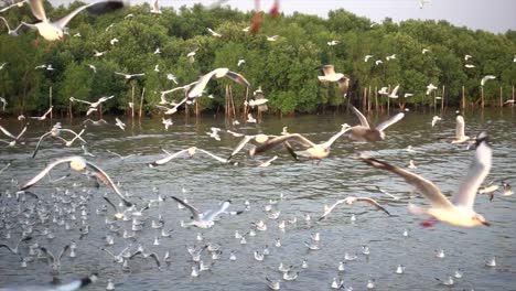 Slow-Motion-Möwe-in-der-Natur